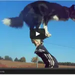 Watch Nana the Amazing Collie in Action