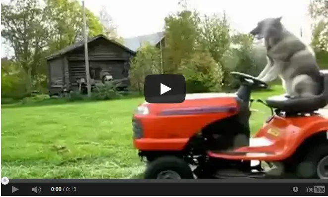 Dog mowing the lawn