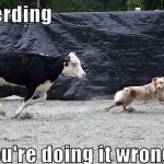 Our Favorite Herding Dog Memes: Part 2