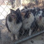 61 Shetland Sheepdogs and Sheltie Mixes Available for Adoption after House Fire