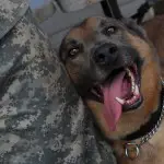Ranger Fetches Ball, Comes Back to Find His Soldier Owner Home