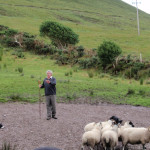 Sheep-Dog Trials: Family Friendly and Fun!