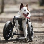 Roosevelt: 2 Legs, 2 Wheels