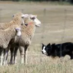 Could the Job of a Sheepdog Be Replaced by Robots?