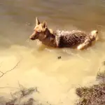 This German Shepherd Does NOT Want to Stop Swimming