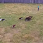 Watch an Australian Shepherd Herding Sheep from a Bird’s-Eye-View