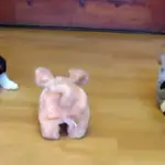 Corgi Puppies Practice Their Herding Skills with a Pig