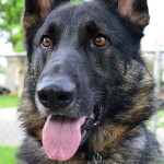 Time Dwindling for German Shepherd Rescue Program to Find New Location