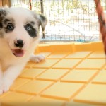 Fluffy Border Collie Puppies Swing On a Swing!