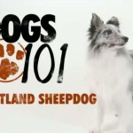 Dogs 101: Shetland Sheepdog