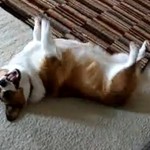 Corgi Begs for Attention