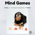 Mind Games to Curb Even the Most Energetic Dogs