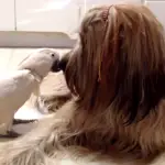 A Briard and Bird Love Story
