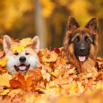 To Share or Not to Share: Your Dog’s Thanksgiving
