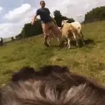Australian Shepherd Lets Us See What a Herding Training Session Really Looks Like