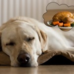 Nutrigenomics: The New Frontier in Homemade Dog Food