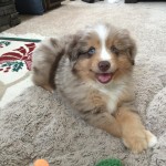 The Cutest Shepherds on Reddit This Month