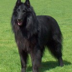 Belgian Sheepdogs: Learn About the Four Breeds