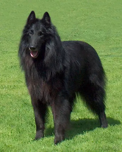 https://guildofshepherdsandcollies.com/wp-content/uploads/2014/12/belgian-sheepdog.jpg