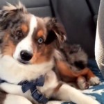 Watch this Dog Sing to his Favorite Song