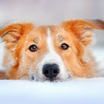 Pet Safety This Winter