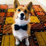 Bride-to-Be Planning Corgi-Filled “Dream Wedding”