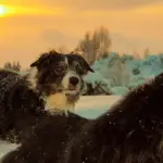 Finnish Lapphund and Border Collie are Best Friends