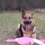 German Shepherd Loves Frisbee