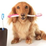 Doggy Dental Tips
