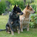 Intelligent and Loyal – Australian Cattle Dogs Appreciate Mutual Respect