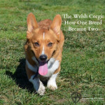 The Welsh Corgi: How One Breed Became Two