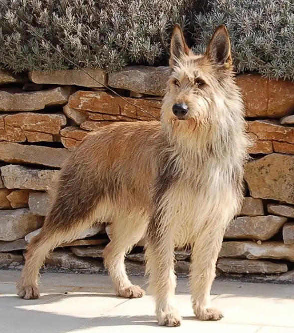 berger picard mix breed