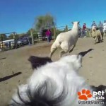 Border Collie Wears Camera During Herding Dog Class