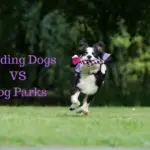 Herding Dogs vs Dog Parks