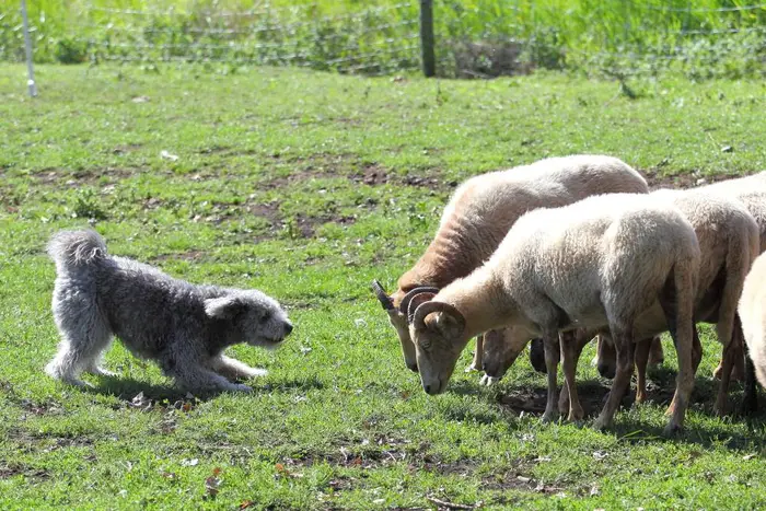 Meet the Pumi: The Herding World’s Best-Kept Secret