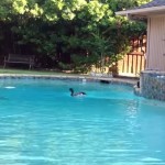 Unlikely Breed Hysterically Herds Ducks
