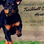 Treibball: A New Sport for Herding Dogs