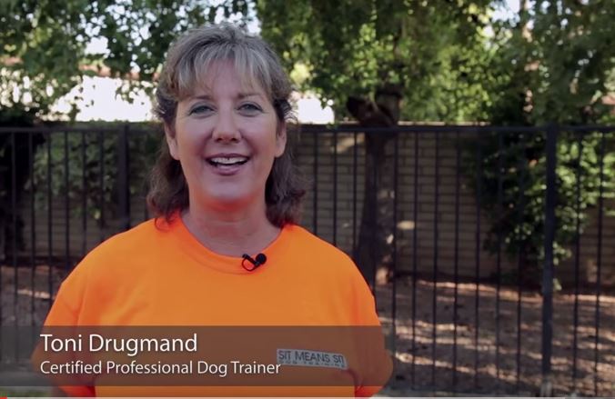 https://guildofshepherdsandcollies.com/wp-content/uploads/2015/09/Video-How-to-Train-Herding-Dogs.jpg