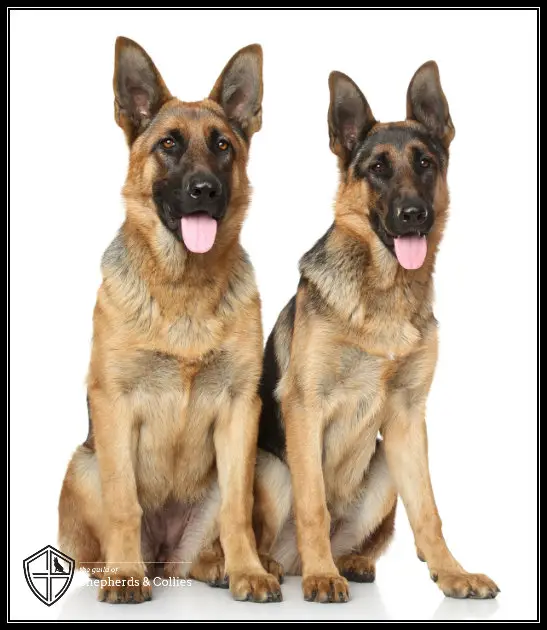 Saddleback German Shepherd Puppies