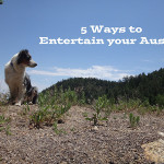 5 Ways to Entertain your Aussie