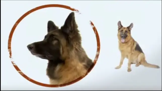 https://guildofshepherdsandcollies.com/wp-content/uploads/2015/09/dogs-101-german-shephared-video.png