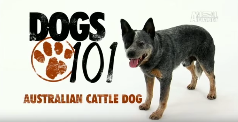 https://guildofshepherdsandcollies.com/wp-content/uploads/2015/10/Australian-Cattle-Dog-VIDEO.png