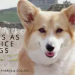 Corgis as Service Dogs