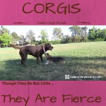 Corgis: Though They Be But Little, They Are Fierce