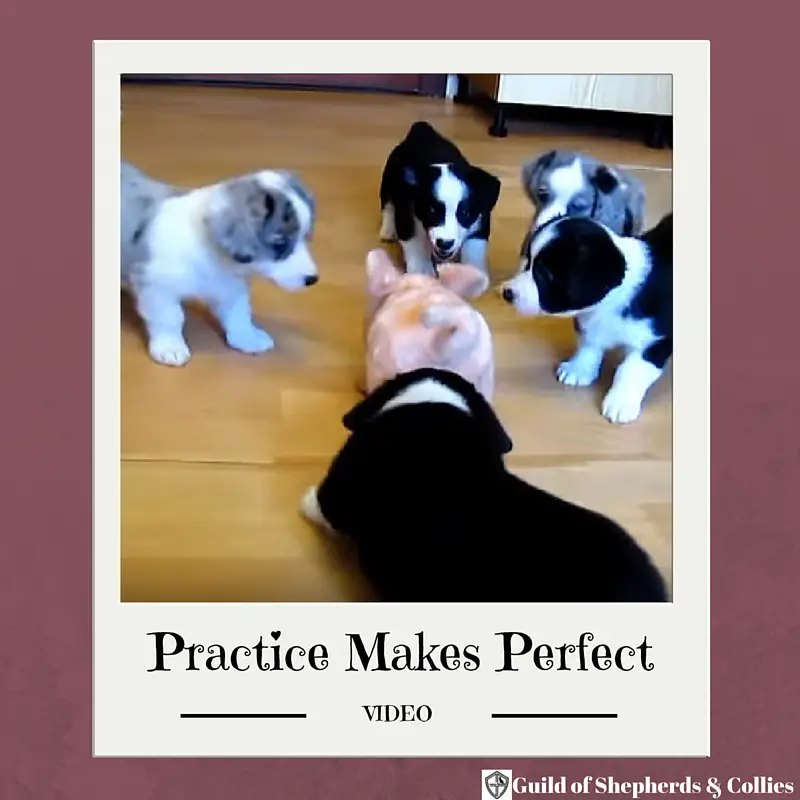 https://guildofshepherdsandcollies.com/wp-content/uploads/2015/10/Practice-Makes-Perfect-Video.jpg
