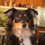 The Miniature American Shepherd: Finally a Breed of its Own