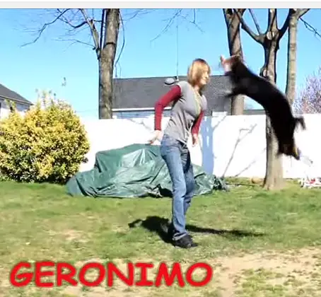 https://guildofshepherdsandcollies.com/wp-content/uploads/2015/10/geronimo-video.png
