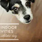 Top 5 Indoor Activities for Your Athletic Dog