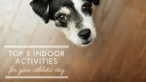 top 5 activities for your indoor dog