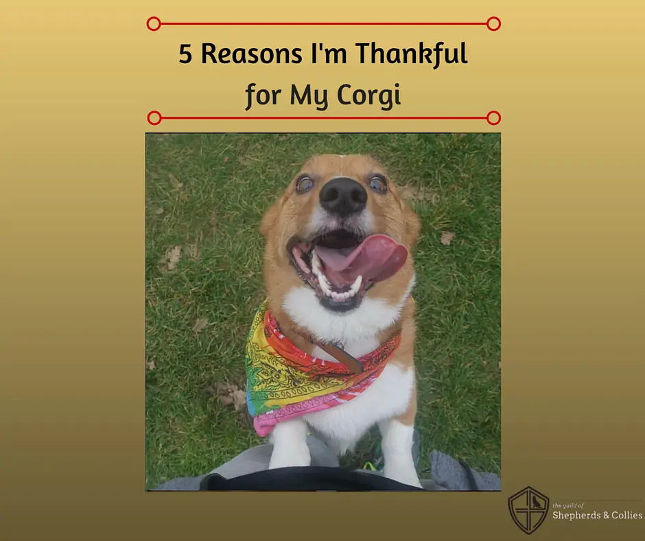 are corgis good service dogs